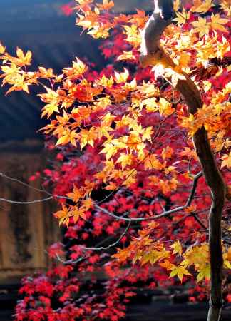 光葉＠神護寺楼門