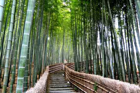 化野念仏寺紅葉2015④