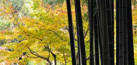 化野念仏寺紅葉2015⑤