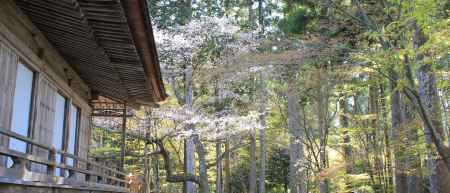 大原三千院2013春②