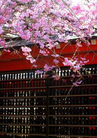 大原三千院2013春④