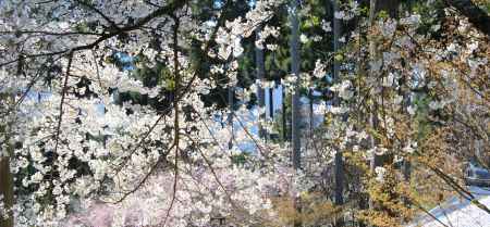 大原三千院2013春⑤