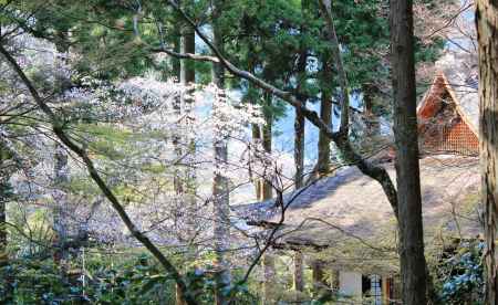 大原三千院2013春⑦