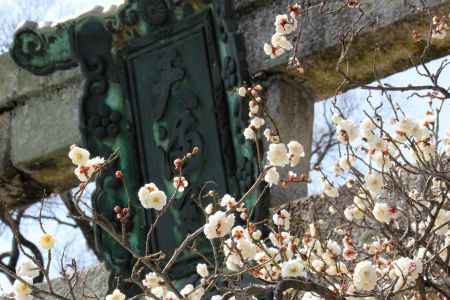 北野天満宮春2013⑪