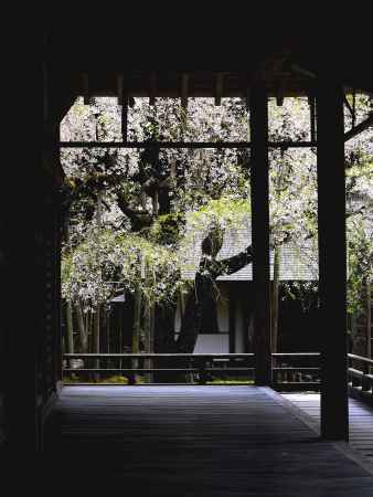 常照皇寺2015春①