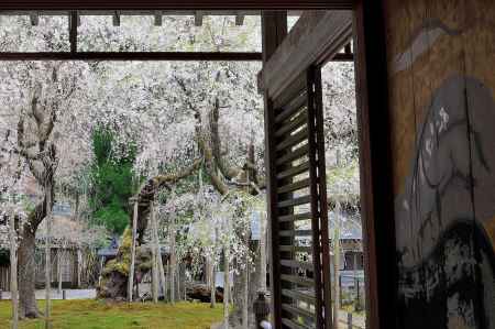 常照皇寺2015春②