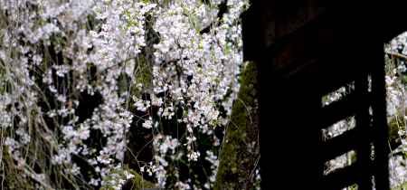 常照皇寺2015春⑤