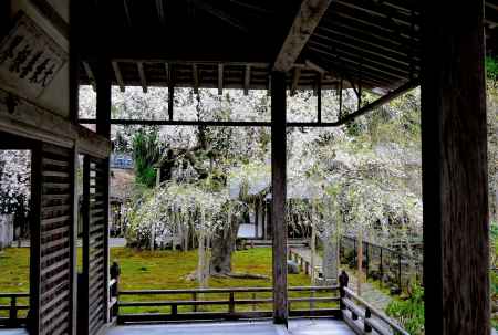 常照皇寺2015春⑥