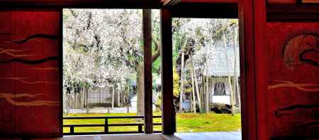 常照皇寺2015春⑧