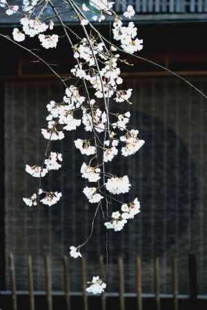 東山花灯路2016-白川南通①