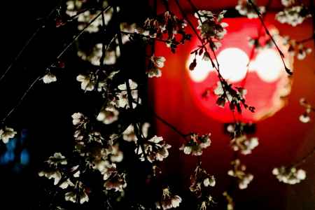 東山花灯路2016-白川南通②