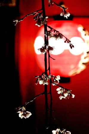 東山花灯路2016-白川南通③