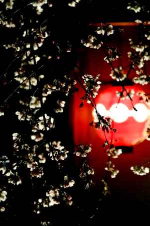 東山花灯路2016-白川南通⑤