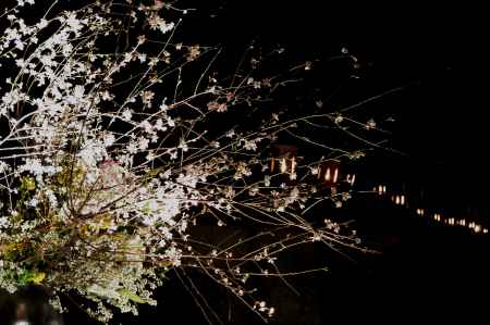 東山花灯路2016-知恩院⑤