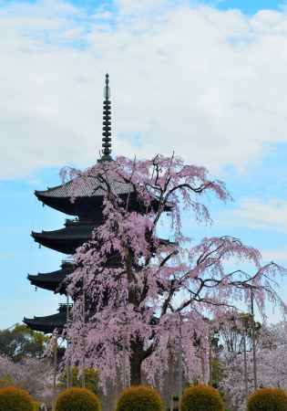 東寺春2016②