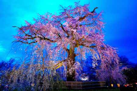 円山公園祇園桜春2016①