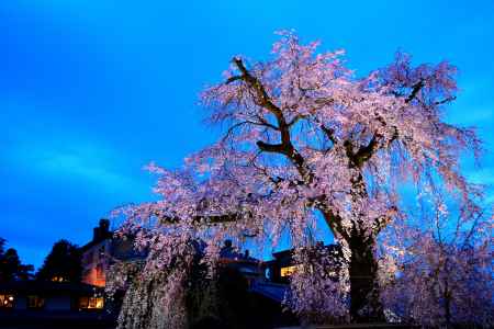 円山公園祇園桜春2016②