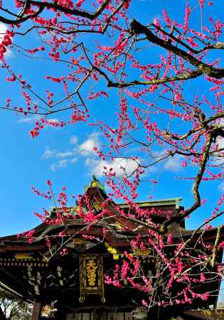 北野天満宮春2016①