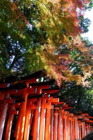 秋色鳥居2016