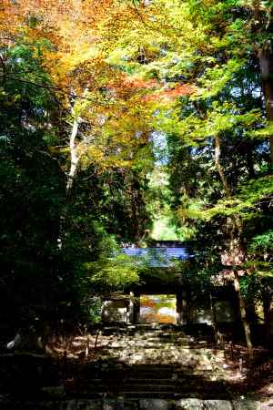 常照皇寺2016秋①
