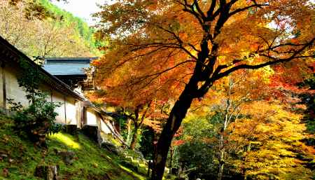 常照皇寺2016秋④