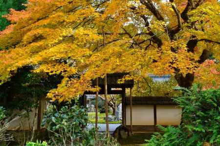 常照皇寺2016秋⑤
