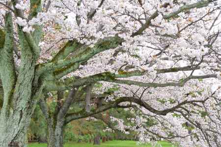 御所の桜