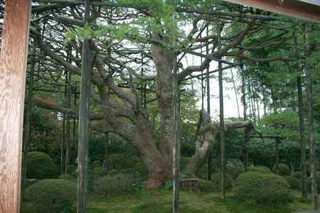 宝泉院　五葉の松