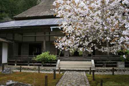 常照皇寺　方丈と桜
