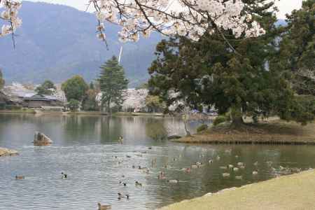 春の大沢池のカルガモ