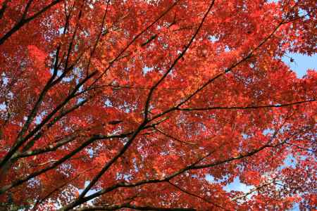 天龍寺　真っ赤に染まるモミジ　