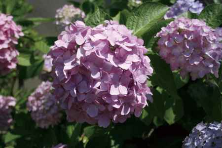 宇治川派流のアジサイ