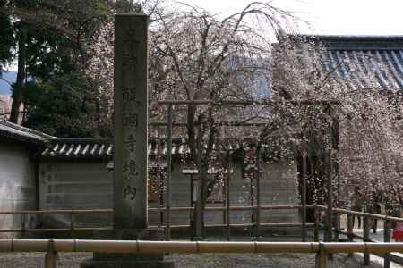 醍醐寺の枝垂れ桜