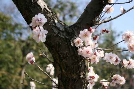 小野梅園の梅の花