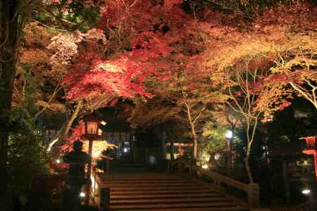 灯りと紅葉