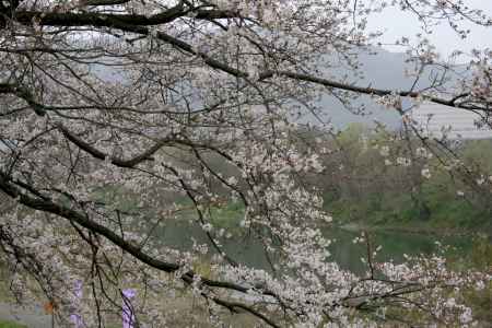 背割堤の桜