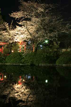 ライトアップされる桜