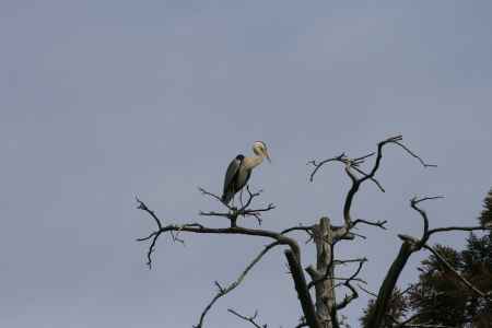 梅宮大社　木の上のアオサギ