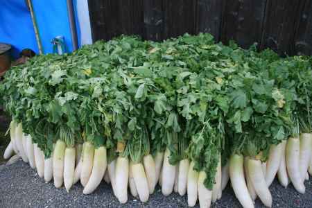 了徳寺　大根