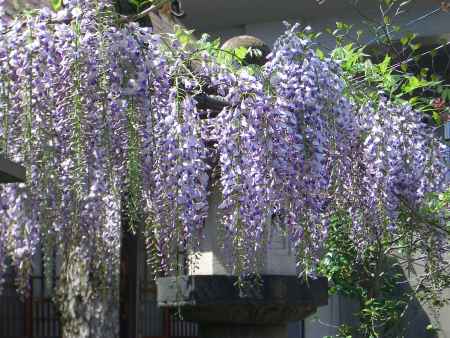 六孫王神社の藤の花