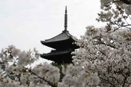 五重塔と桜