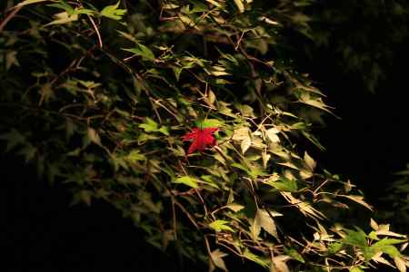 たった一枚の紅葉