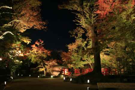 北野天満宮　夜の紅葉