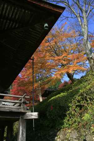 善峰寺と紅葉