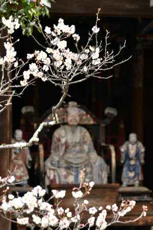 梅の香りに誘われて