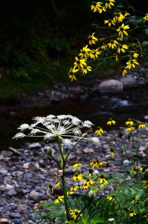 川辺の名も知らぬ花