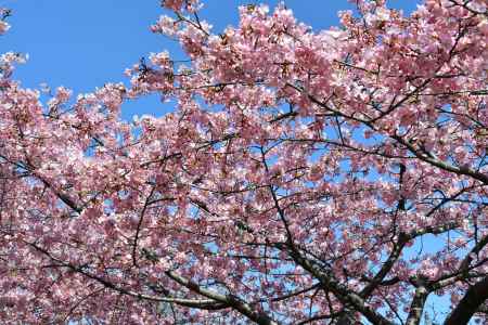 一足早い桜満開