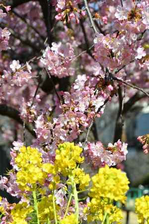 河津桜と菜の花
