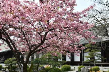三十三間堂に咲く一足早い桜