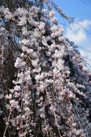阿亀さくらの魅力